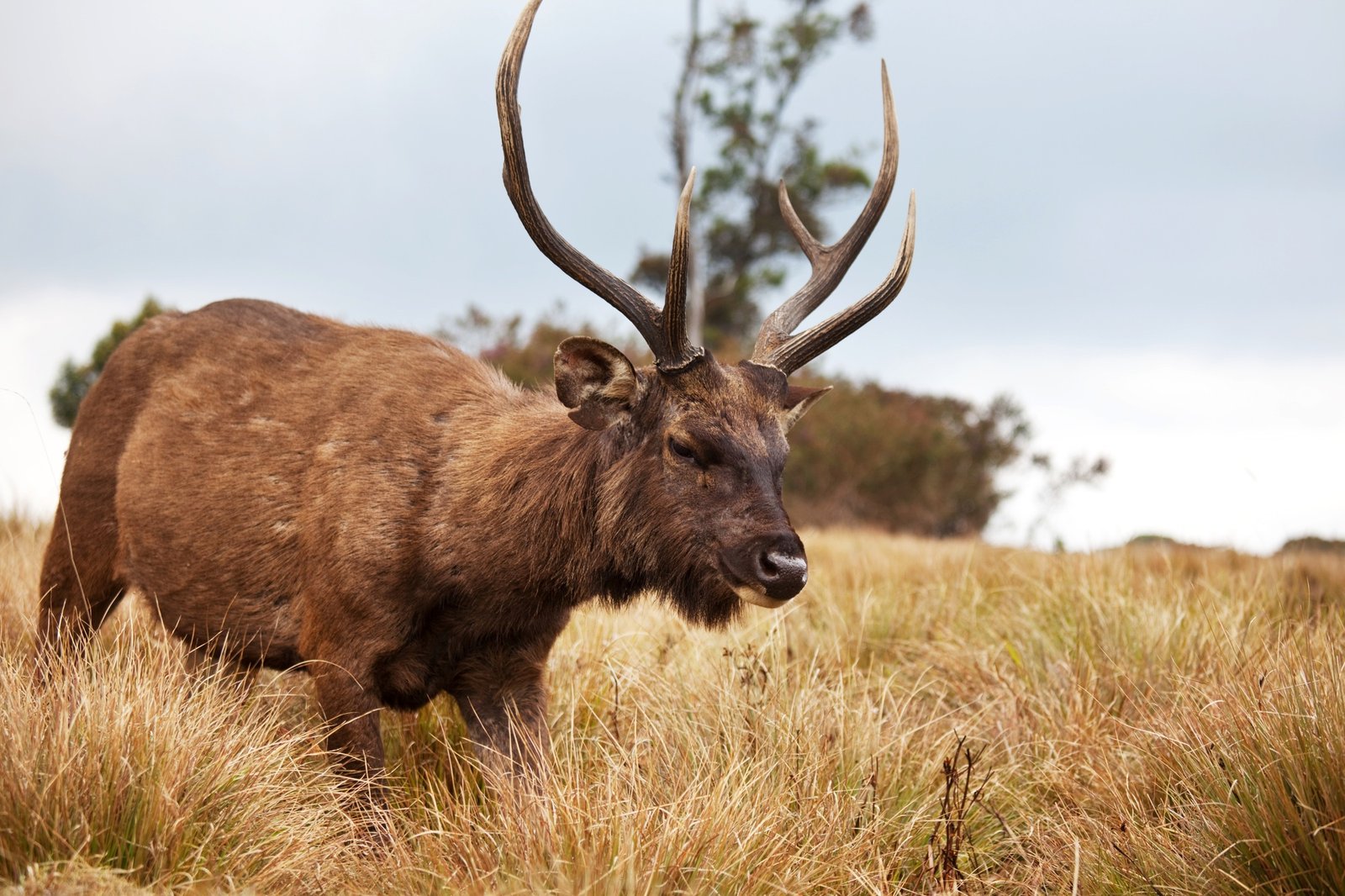 Elk on Sri Lanka