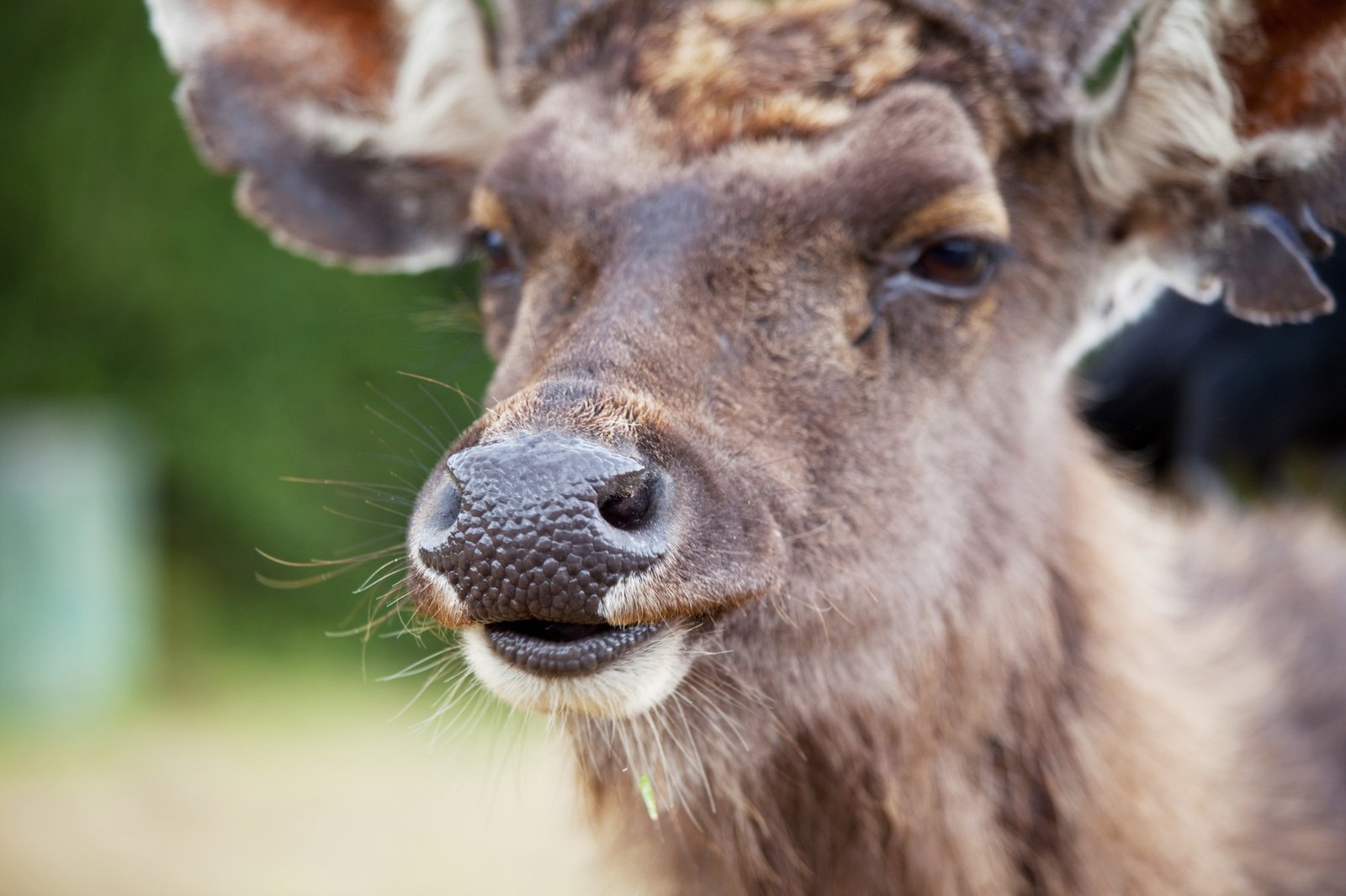 Elk on Sri Lanka