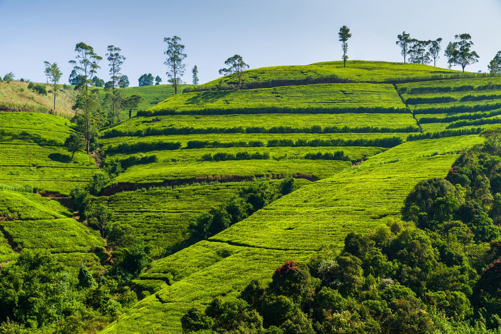 Green tea plantation in the mountains. Sri Lanka