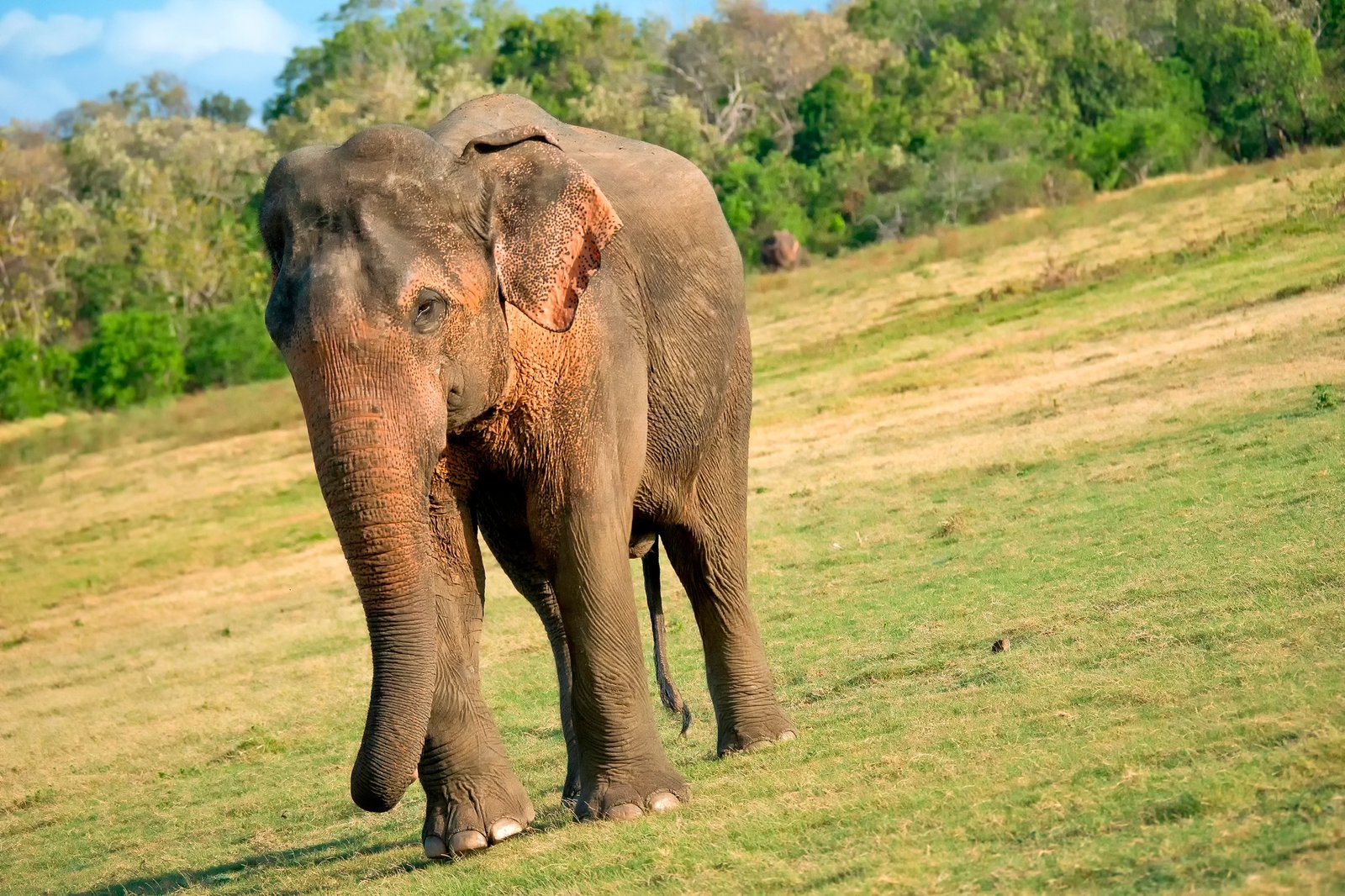 Sri Lankan Elephant, Wilpattu National Park, Sri Lanka
